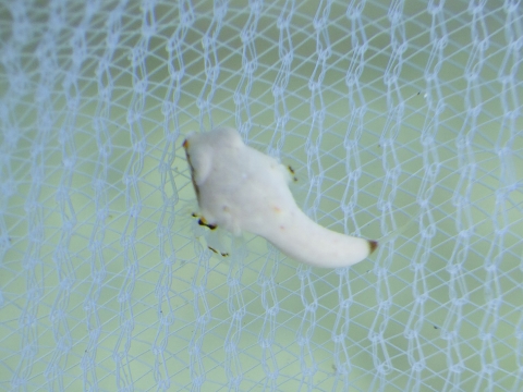 串本磯採集2017年7月下旬前半43　コウワンテグリ（Neosynchiropus ocellatus）