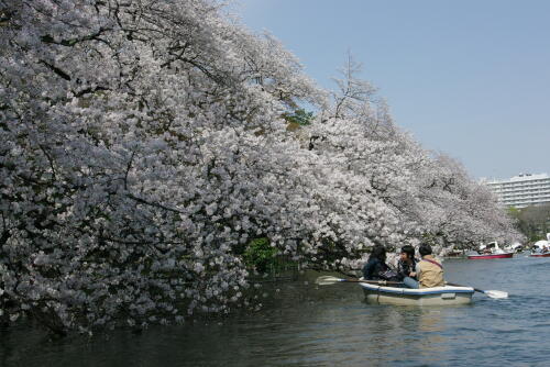 井の頭恩賜公園の桜