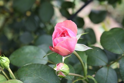 IMG_1184.JPG
