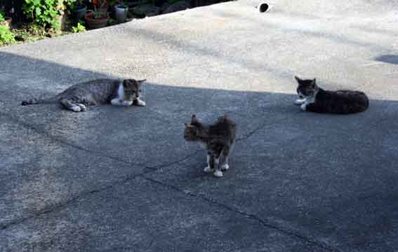 我が家のニャンコ♪2013/7/11-2