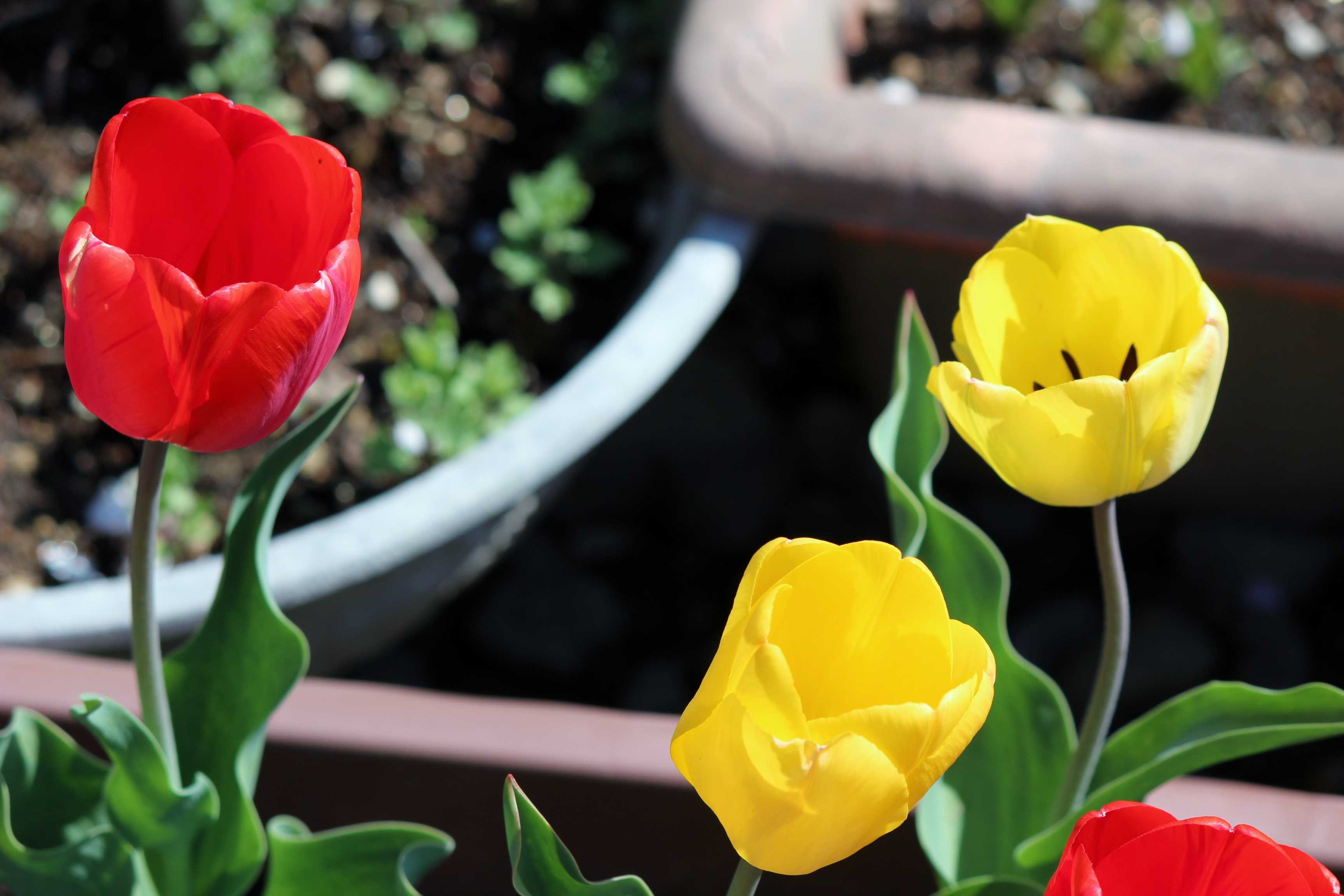 チューリップ2 つれづれ日記 楽天ブログ