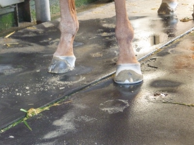 P1040457 (400x300).jpg