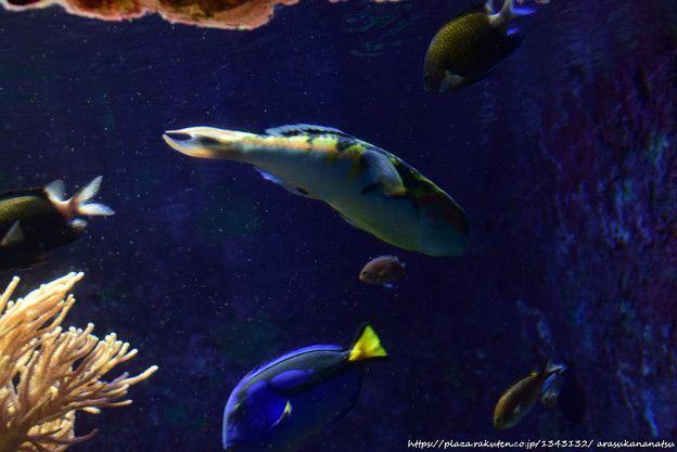 そしてオーラスの沖縄編 その8 水族館にて | 今日の予定 - 楽天ブログ