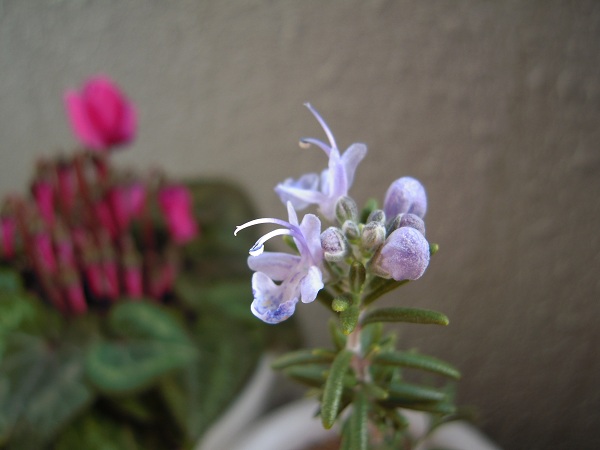 ローズマリーの花。初めて花が咲きました♪