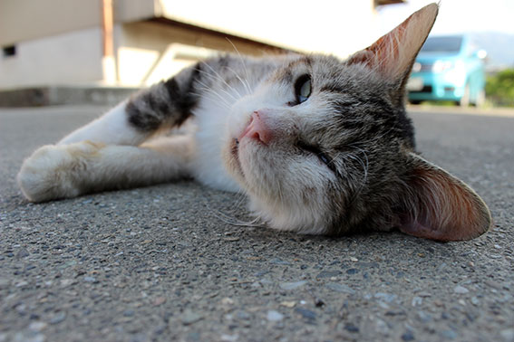 我が家のニャンコ♪2014/05/10-2