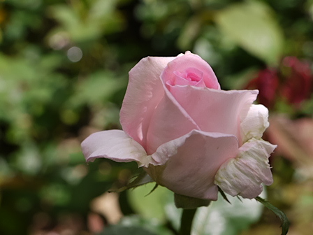 フレグラント・ヒル