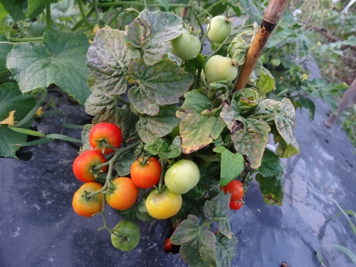 DSC05887 (500x375).jpg