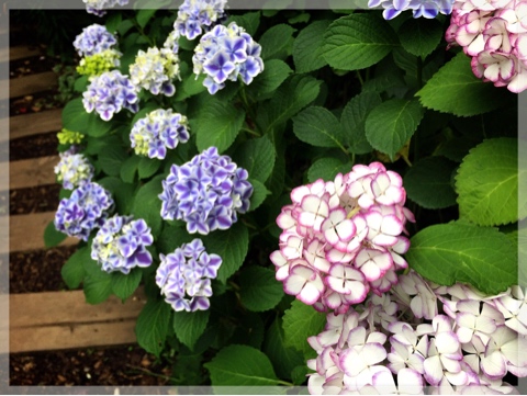 横浜イングリッシュガーデンの紫陽花