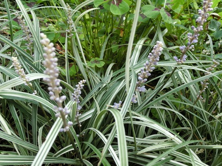 斑入りヤブラン