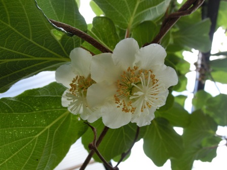 キーウィの花