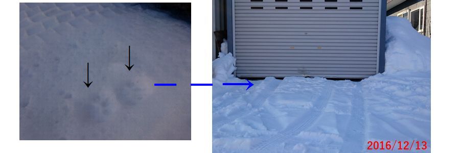 １２／１３ネコに住み付かれた.jpg