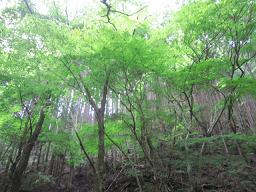 nasu 016.jpg