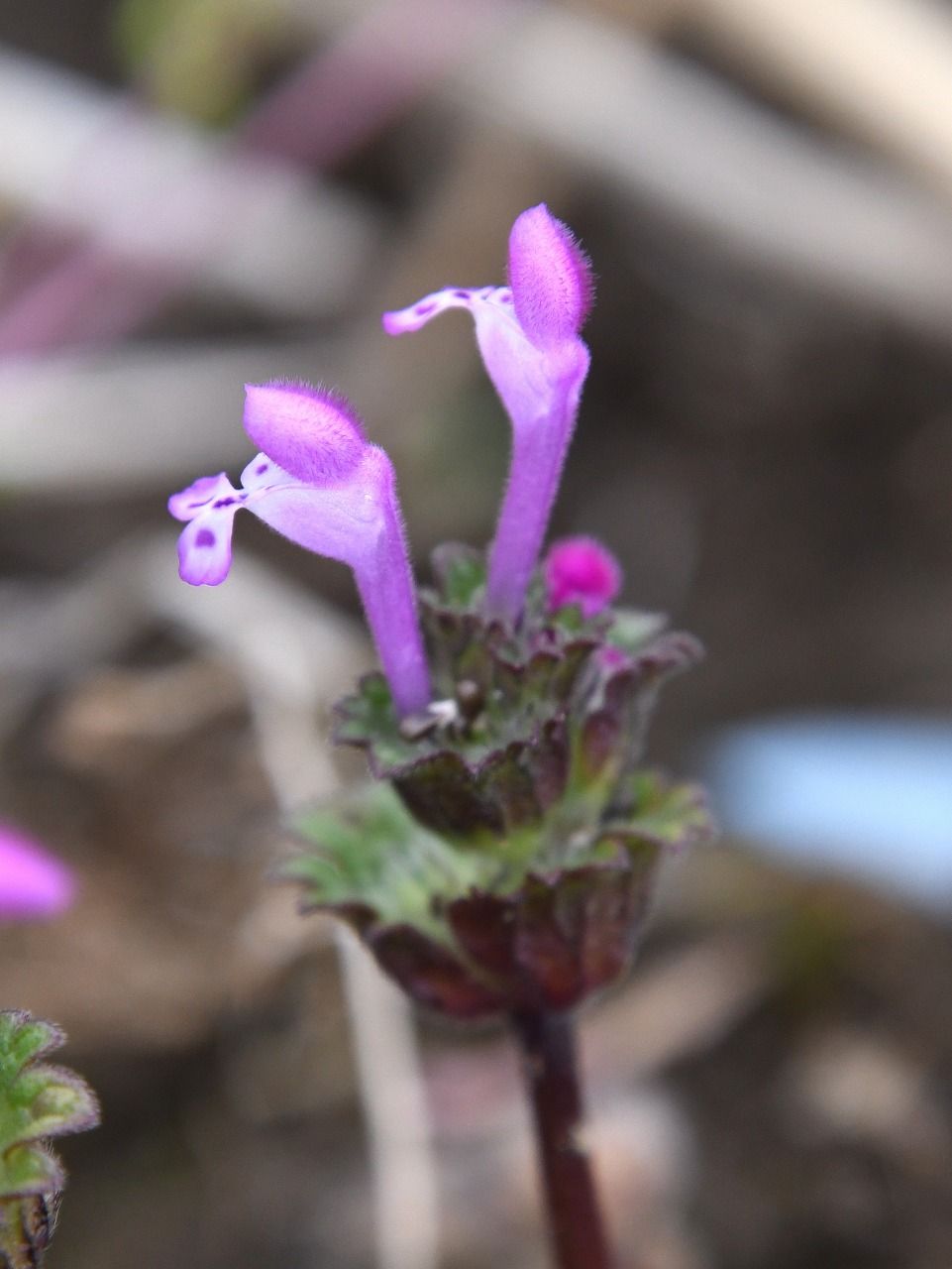 早春の佐倉の里山 雑草といわれる花たち Himekyonの部屋 楽天ブログ