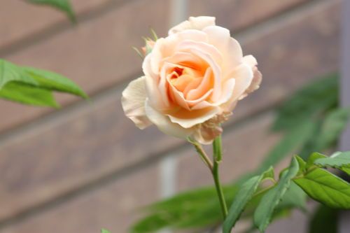 2015051502.JPG