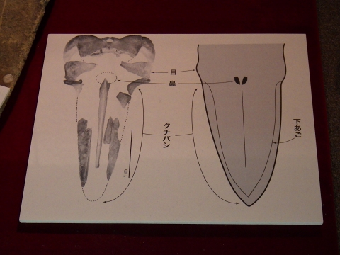 大阪市立自然史博物館2018年1月中旬21　カツオクジラの化石（頭骨）