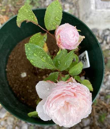 バラ スローライフに憧れて 薔薇や野菜を育てながら 楽天ブログ