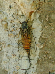 06-19杜歩きレポート2 (1).JPG