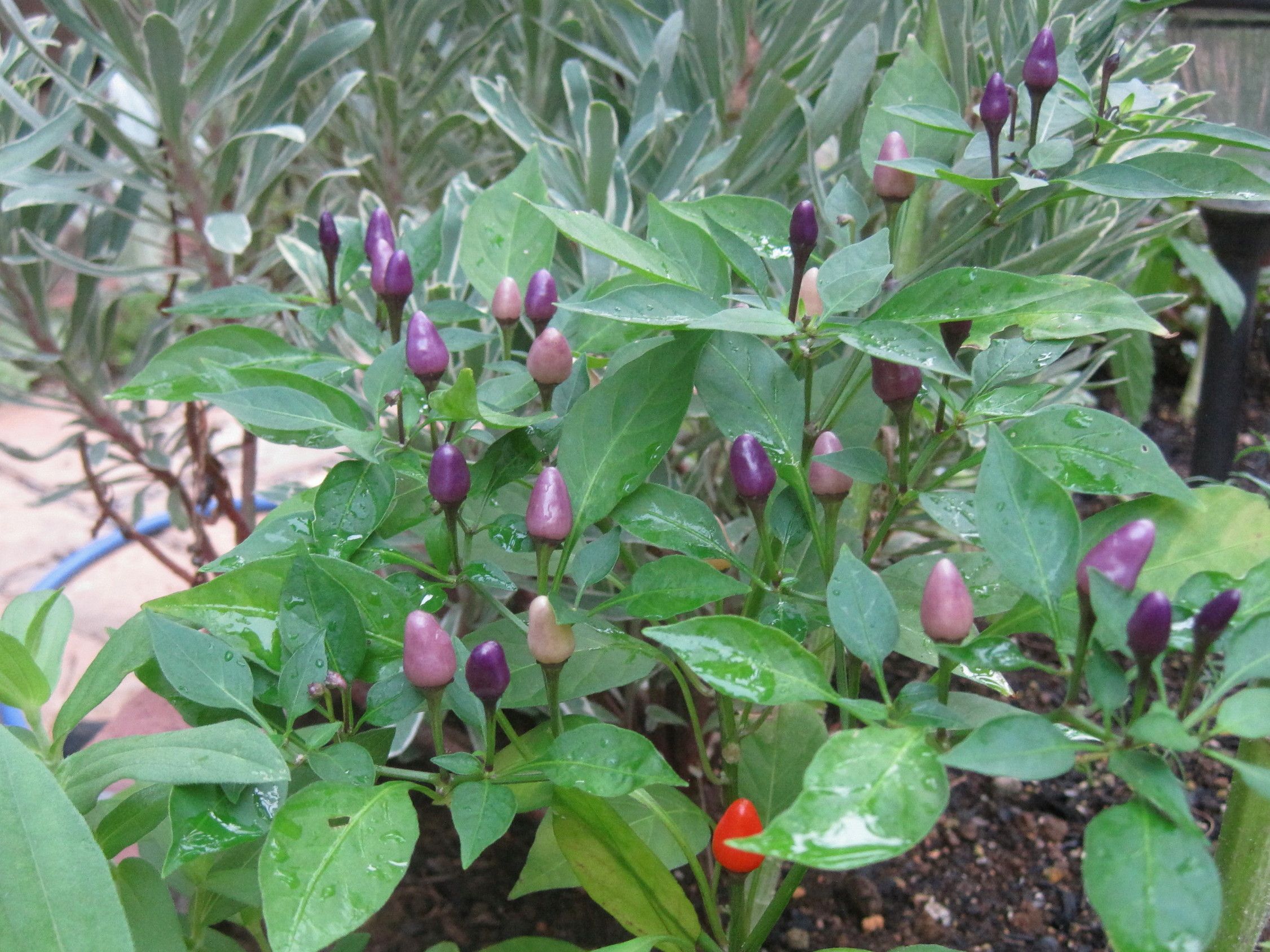 花トウガラシ たねをまく日々 楽天ブログ