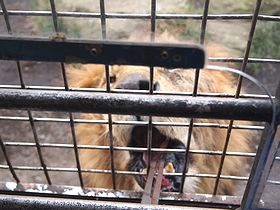 ライオンに餌やり