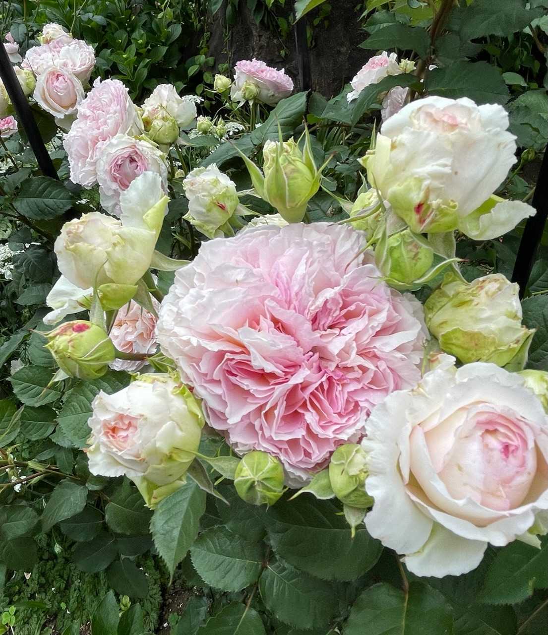 コリンクレイヴン ばらと猫とフラメンコ 楽天ブログ