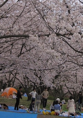 20150408大泉緑地
