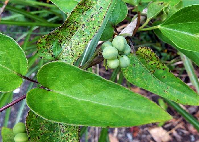 アオツヅラフジ若い実