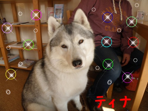 ﾃｨﾅ.JPG