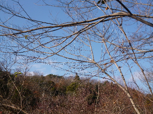P1140451(1).JPG
