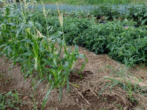 野菜たち