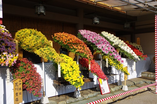 湯島天神菊まつり