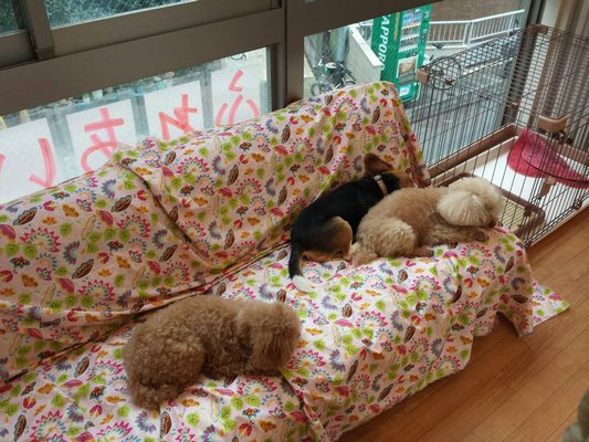 犬カフェ