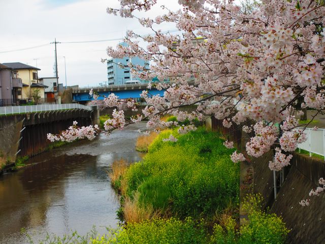 引地川の桜.JPG