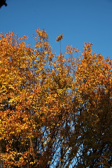 IMG_2279.JPG