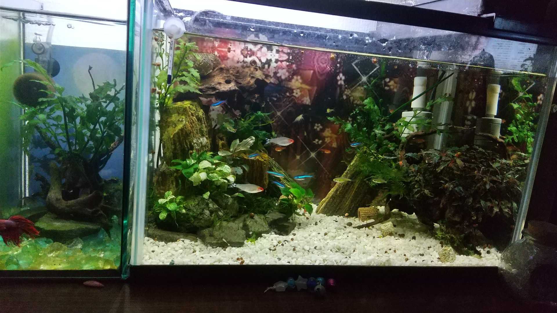 21年05月23日の記事 ねこ65のブログ 楽天ブログ