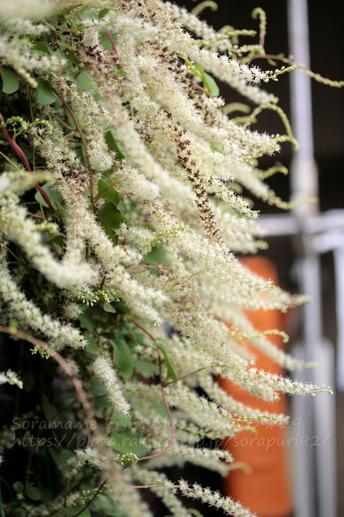 オカワカメの花のその後と金木犀のつぼみ そら豆プリント倶楽部 楽天ブログ