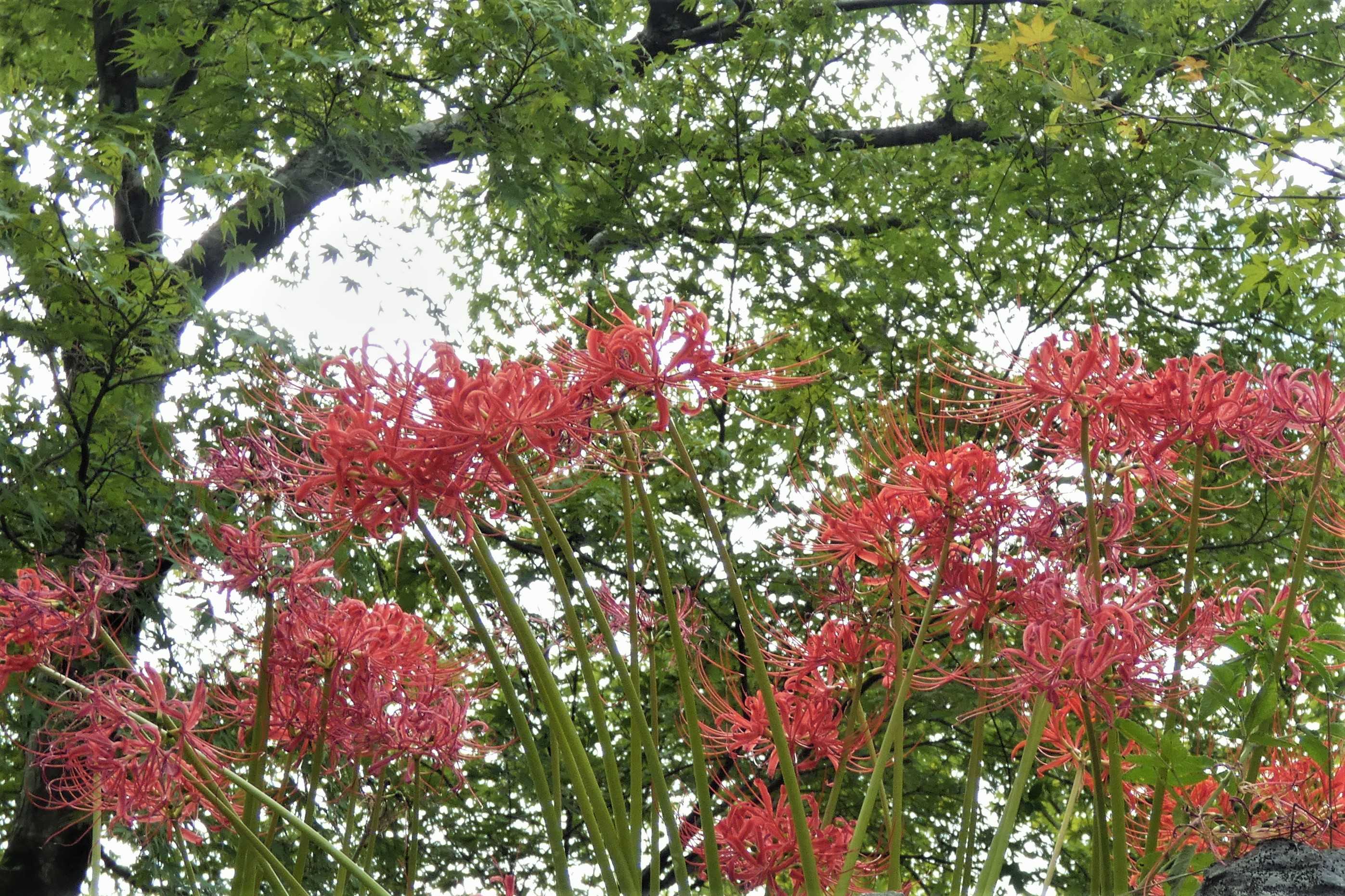 彼岸花 春の小川の花鳥日記 楽天ブログ