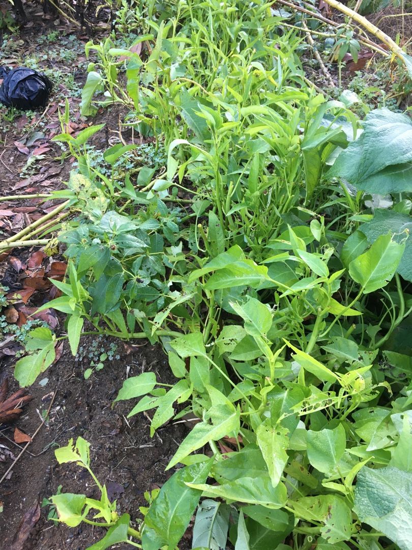 ダイコンの追肥 土寄せ 除草と空芯菜最後の収穫 Futtutyの菜園ブログ 楽天ブログ