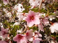 豆桜