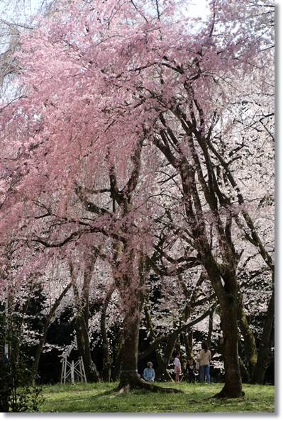 樹木公園-74 16.4.9