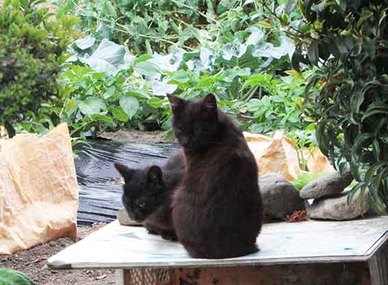 我が家のニャンコ♪2016/4/28-3