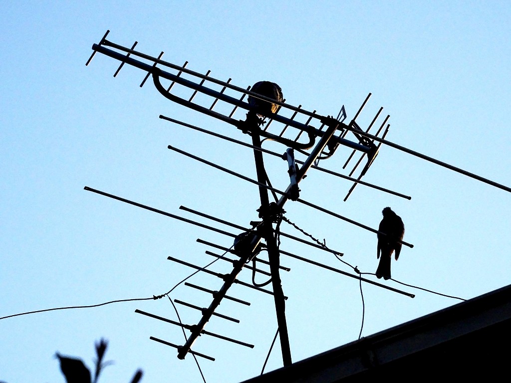 ★kijibato to hiyodori.jpg