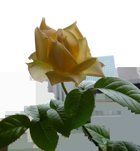 P1200833画像2.jpg