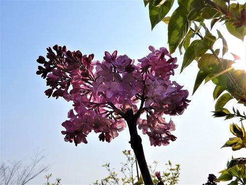 ハシドイの花やいかにと 偐万葉田舎家持歌集 楽天ブログ