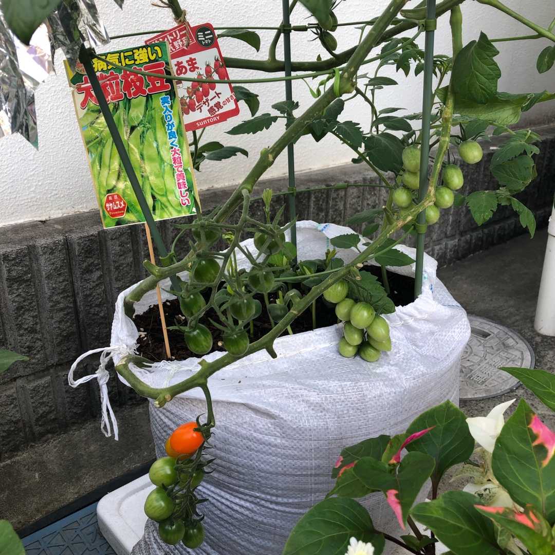 ブログデビュー W プランター菜園とにゃんこっこー 楽天ブログ ブログデビュー W プランター菜園とにゃんこっこー 楽天ブログ