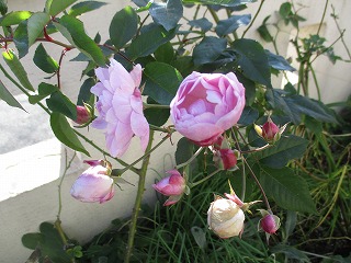 IMG_5322ss.jpg