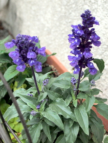 大原荘園　見知らぬ花-1