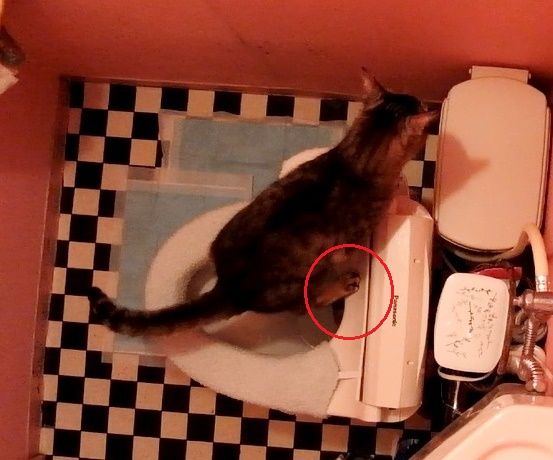 猫 ねこ ネコのトイレ  水洗トイレで 人間のトイレ