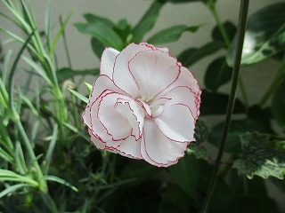 IMG_9848ss.jpg