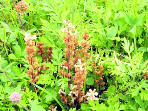 5ページ目の 花と園芸 三田のいのしし 見て歩き日記 楽天ブログ