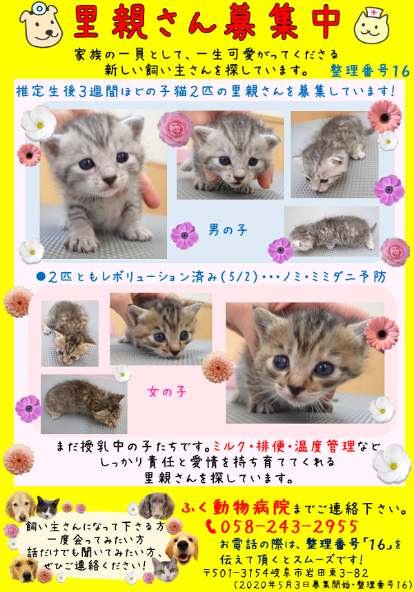 子猫の里親さん募集のお知らせ 整理番号１６ 終了しました 岐阜市ふく動物病院 楽天ブログ